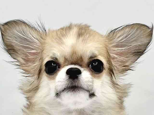 大阪府のチワワ(ロング) (ひごペットフレンドリーイトーヨーカドー津久野店/2025年10月26日生まれ/女の子/フォーンホワイト)の子犬の1枚目の画像