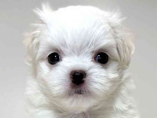 兵庫県のマルチーズ (ひごペットフレンドリーイトーヨーカドー明石店/2025年10月21日生まれ/女の子/ホワイト)の子犬