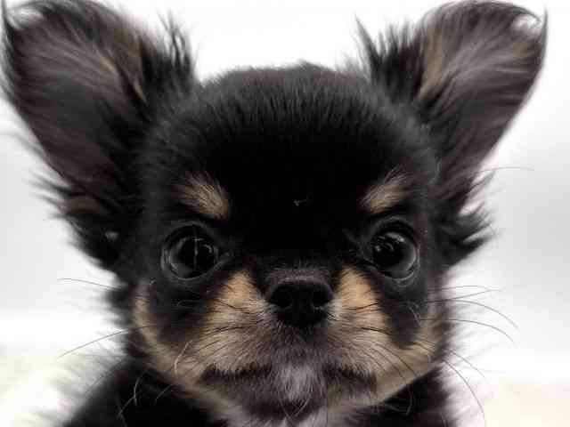 島根県のチワワ(ロング) (ひごペットフレンドリーイオンモール出雲店/2025年10月24日生まれ/女の子/ブラックタンホワイト)の子犬