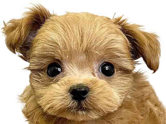 愛媛県のハーフ犬・ミックス犬 (ひごペットフレンドリーエミフルMASAKI店/2025年10月25日生まれ/女の子/レッド)の子犬の1枚目の画像