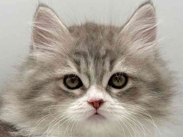 愛知県のサイベリアン (ひごペットフレンドリープライムツリー赤池店/2025年10月22日生まれ/男の子/ブルーシルバータビーホワイト)の子猫の1枚目の画像