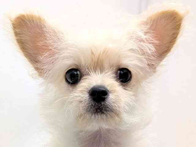 広島県のチワプー/プーチー(チワワ×プードル) (ひごペットフレンドリーゆめタウン廿日市店/2025年10月24日生まれ/女の子/クリーム)の子犬