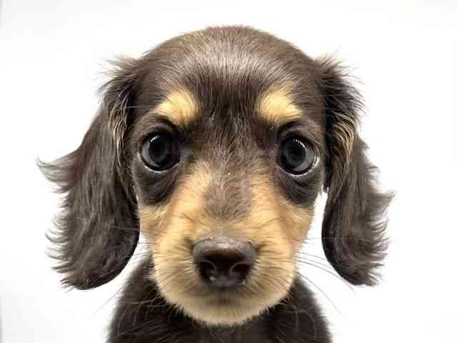 徳島県のカニンヘンダックスフンド(ロング) (ひごペットフレンドリーゆめタウン徳島店/2025年10月26日生まれ/女の子/チョコレートタン)の子犬の1枚目の画像