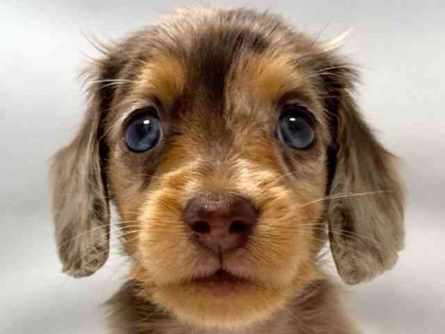 大阪府のカニンヘンダックスフンド(ロング) (ひごペットフレンドリー堺プラットプラット店/2025年10月26日生まれ/男の子/チョコレートダップル)の子犬の1枚目の画像