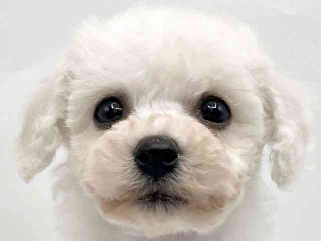 奈良県のビションフリーゼ (ひごペットフレンドリートナリエ大和高田店/2025年10月25日生まれ/女の子/ホワイト)の子犬の1枚目の画像