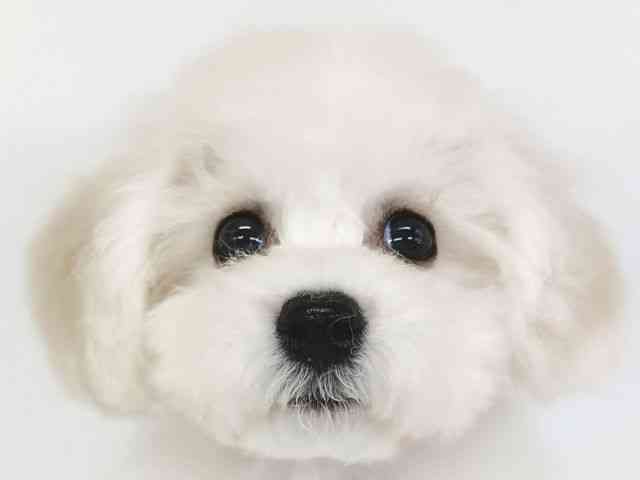 大阪府のビションフリーゼ (ひごペットフレンドリー泉ヶ丘店/2025年10月25日生まれ/女の子/ホワイト)の子犬の1枚目の画像