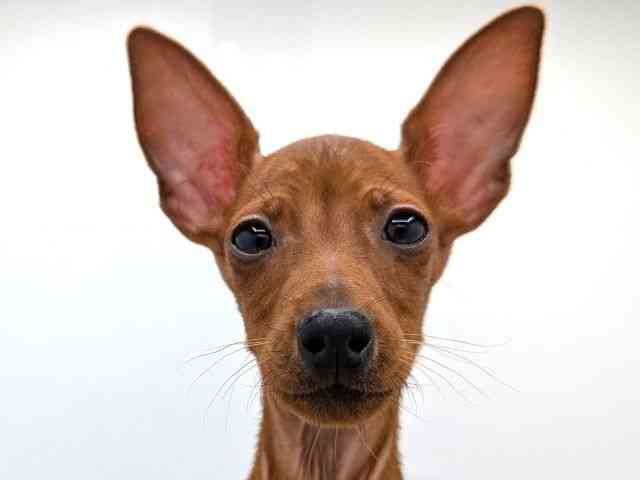 兵庫県のミニチュアピンシャー (ひごペットフレンドリーコロワ甲子園店/2025年10月25日生まれ/男の子/レッド)の子犬