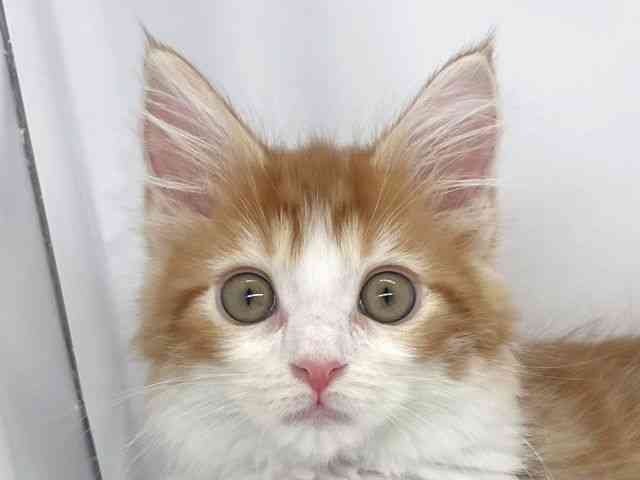 兵庫県のメインクーン (ひごペットフレンドリーイオンタウン加古川店/2025年10月13日生まれ/女の子/レッドタビーホワイト)の子猫の1枚目の画像