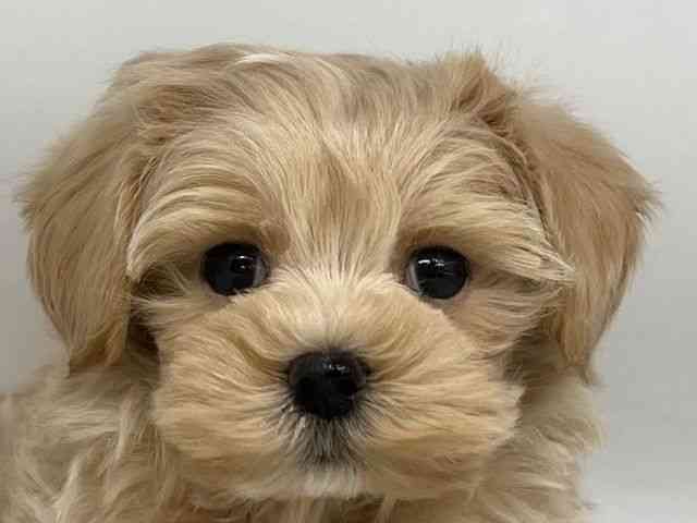 徳島県のハーフ犬・ミックス犬 (ひごペットフレンドリーゆめタウン徳島店/2025年10月24日生まれ/男の子/クリーム)の子犬の1枚目の画像