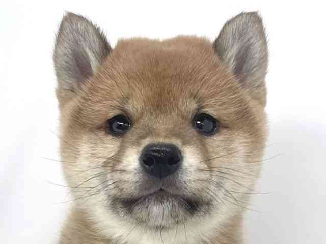 兵庫県の柴犬(標準サイズ) (ひごペットフレンドリーイオンタウン加古川店/2025年10月26日生まれ/女の子/赤)の子犬