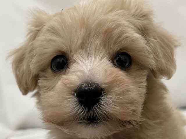 和歌山県のマルプー(マルチーズ×プードル) (ひごペットフレンドリーパームシティ和歌山店/2025年10月25日生まれ/男の子/クリーム)の子犬の1枚目の画像