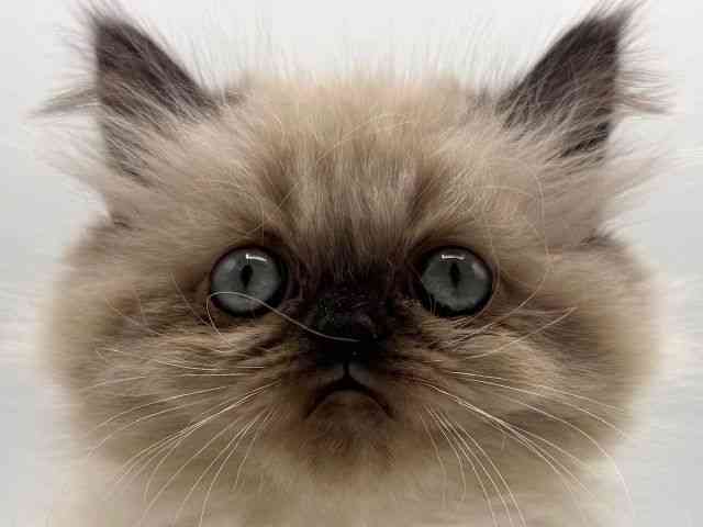 愛知県のヒマラヤン (ひごペットフレンドリープライムツリー赤池店/2025年10月24日生まれ/女の子/シールポイント)の子猫の1枚目の画像