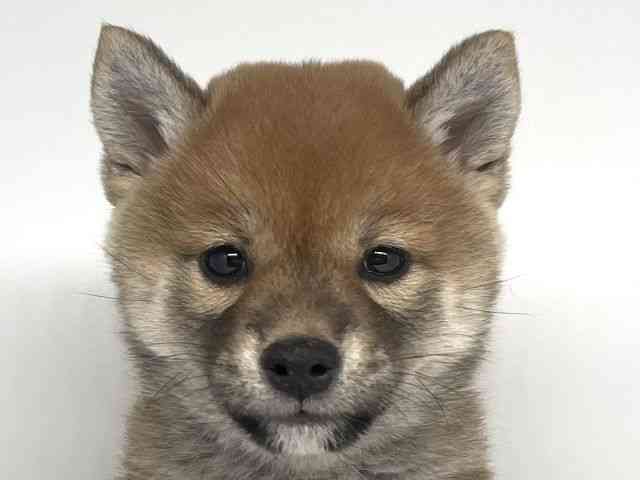 徳島県の柴犬(標準サイズ) (ひごペットフレンドリーゆめタウン徳島店/2025年10月25日生まれ/女の子/赤)の子犬の1枚目の画像