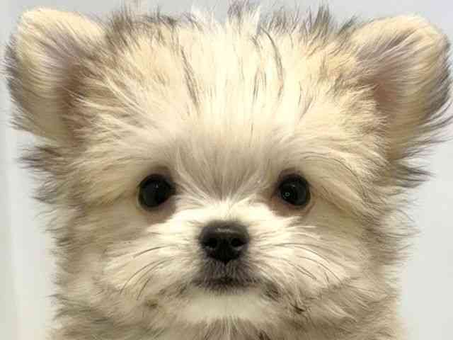 大阪府のチワマル/マルチワ(チワワ×マルチーズ) (ひごペットフレンドリーセブンパーク天美店/2025年10月26日生まれ/男の子/フォーンホワイト)の子犬の1枚目の画像