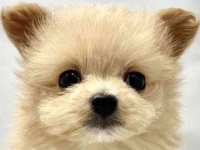 大阪府のハーフ犬・ミックス犬 (ひごペットフレンドリー東淀川店/2025年10月24日生まれ/女の子/クリーム)の子犬