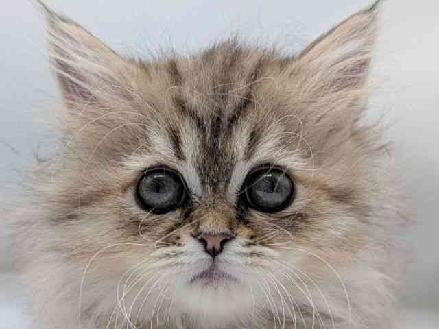 香川県のミヌエット (ひごペットフレンドリーゆめタウン高松店/2025年10月18日生まれ/女の子/チンチラゴールデン)の子猫の1枚目の画像