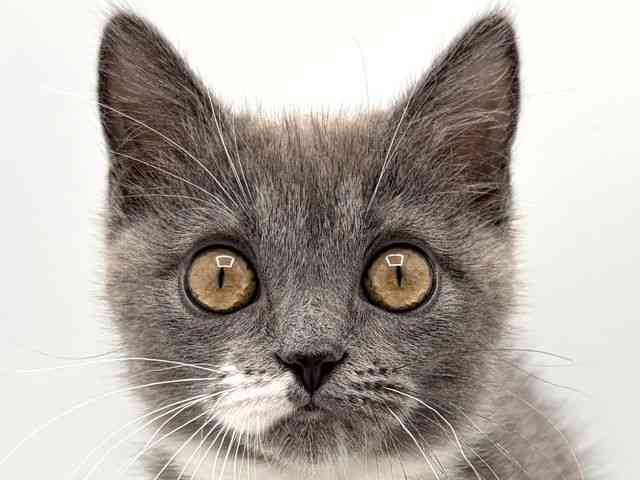 奈良県のマンチカン (ひごペットフレンドリー田原本店/2025年10月2日生まれ/女の子/ブルーホワイト)の子猫の1枚目の画像