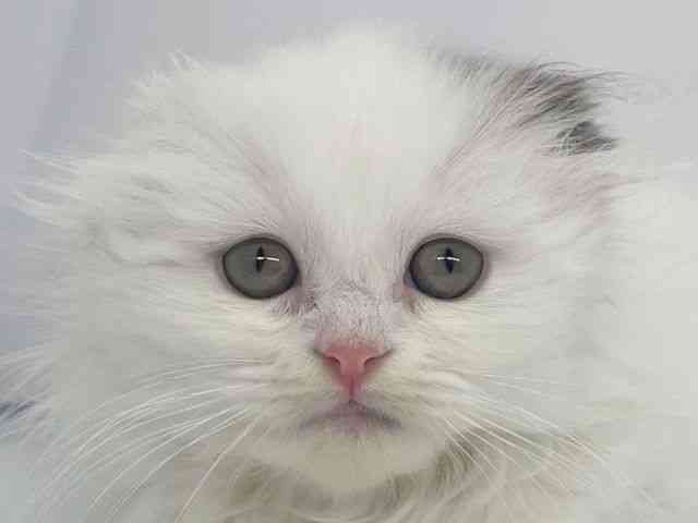 兵庫県のスコティッシュフォールド (ひごペットフレンドリーイオンタウン加古川店/2025年10月26日生まれ/男の子/ブラウンタビーホワイトバン)の子猫の1枚目の画像