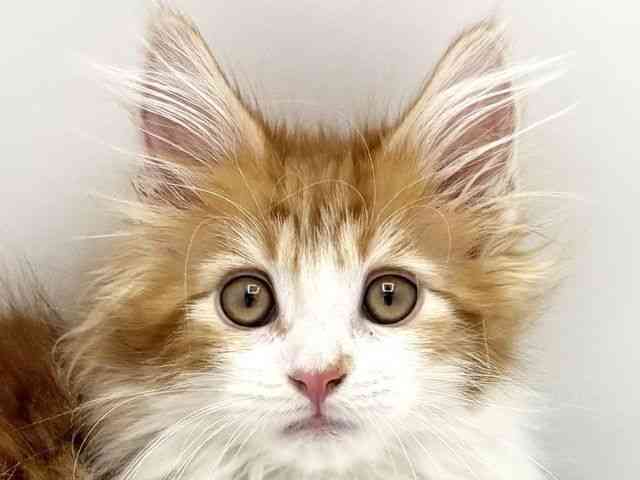 兵庫県のメインクーン (ひごペットフレンドリークラウンパーク伊丹店/2025年10月13日生まれ/女の子/レッドタビーホワイト)の子猫の1枚目の画像