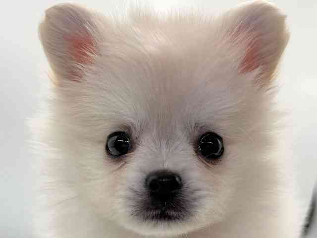 愛知県のポメチワ/チワポメ/ポメチー(ポメラニアン×チワワ) (ひごペットフレンドリープライムツリー赤池店/2025年10月24日生まれ/男の子/クリーム)の子犬の1枚目の画像