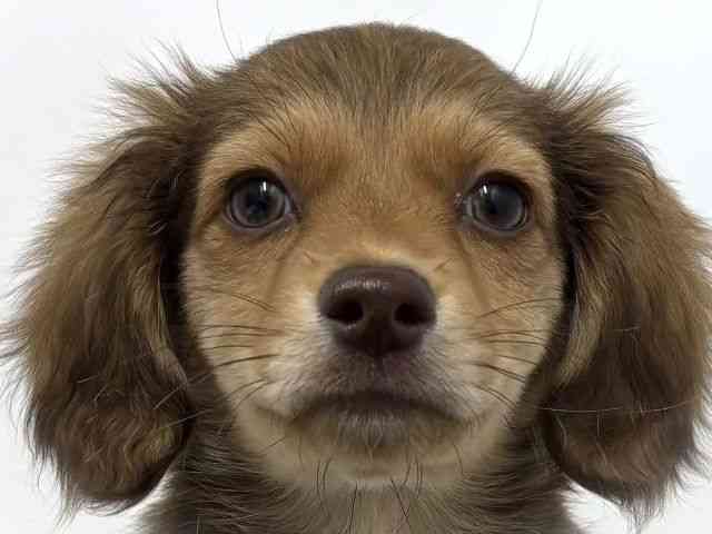 大阪府のチワックス(チワワ×ダックス) (ひごペットフレンドリーベルファⅡ都島店/2025年10月26日生まれ/女の子/チョコレートフォーン)の子犬の1枚目の画像