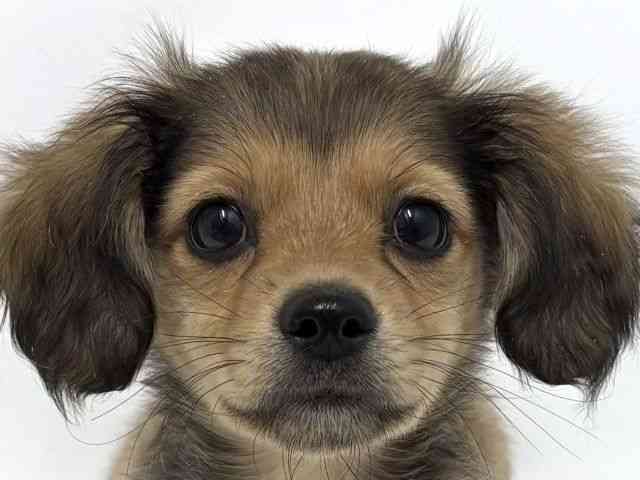 大阪府のチワックス(チワワ×ダックス) (ひごペットフレンドリーベルファⅡ都島店/2025年10月26日生まれ/女の子/セーブルフォーン)の子犬の1枚目の画像