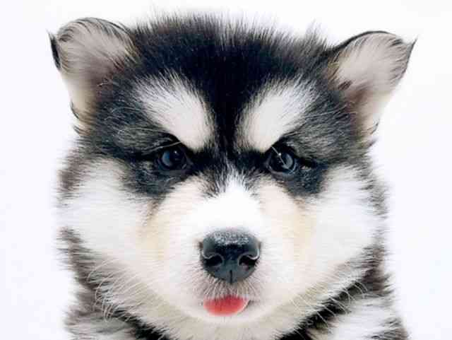 広島県のアラスカンマラミュート (ひごペットフレンドリーフジグラン神辺店/2025年10月26日生まれ/男の子/ブラックホワイト)の子犬の1枚目の画像