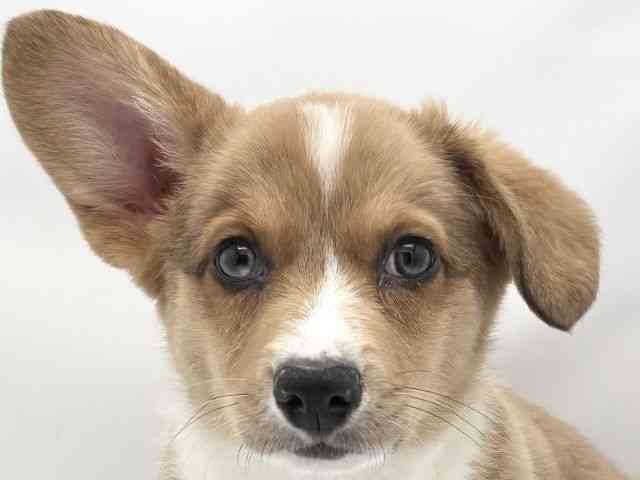 兵庫県のウェルシュコーギーカーディガン (ひごペットフレンドリークラウンパーク伊丹店/2025年10月25日生まれ/男の子/セーブルマールホワイト)の子犬の1枚目の画像