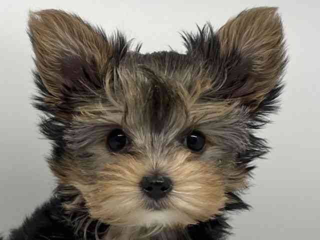 徳島県のマルキー/マルヨーキー(マルチーズ×ヨークシャーテリア) (ひごペットフレンドリーゆめタウン徳島店/2025年10月19日生まれ/女の子/ブラックタン)の子犬