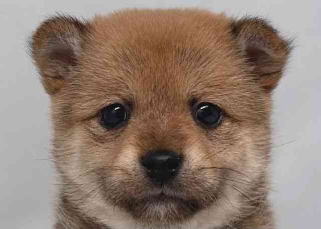 鳥取県のポメ柴/豆ポメ/ポメ豆柴(ポメラニアン×柴犬) (ひごペットフレンドリーイオンモール鳥取北店/2025年10月24日生まれ/女の子/オレンジ)の子犬の1枚目の画像