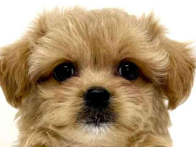 大阪府のチワプー/プーチー(チワワ×プードル) (ひごペットフレンドリーくずはモール店/2025年10月25日生まれ/女の子/クリーム)の子犬の1枚目の画像