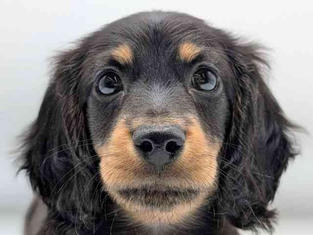 香川県のミニチュアダックスフンド(ロング) (ひごペットフレンドリーゆめタウン高松店/2025年10月26日生まれ/男の子/ブラックタン)の子犬の1枚目の画像