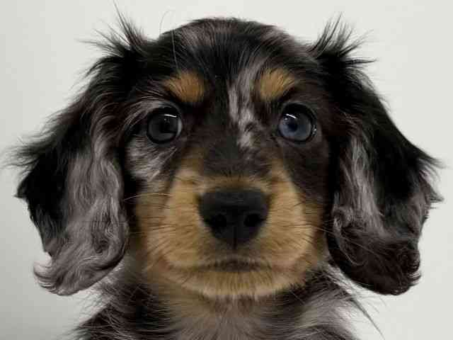 兵庫県のミニチュアダックスフンド(ロング) (ひごペットフレンドリーブルメールHAT神戸店/2025年10月26日生まれ/男の子/シルバーダップル)の子犬