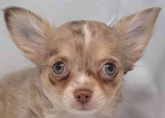 鳥取県のチワワ(ロング) (ひごペットフレンドリーイオンモール鳥取北店/2025年10月26日生まれ/女の子/チョコレートマール)の子犬の1枚目の画像