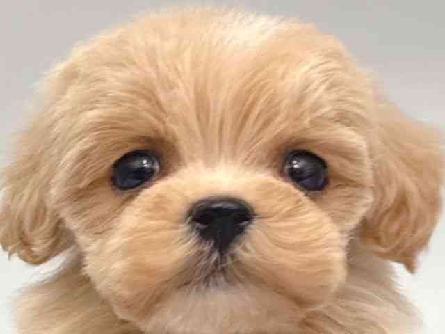 大阪府のマルプー(マルチーズ×プードル) (ひごペットフレンドリー岸和田店/2025年10月25日生まれ/男の子/アプリコット)の子犬の1枚目の画像