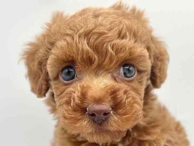 香川県のトイプードル(トイ) (ひごペットフレンドリーゆめタウン高松店/2025年10月25日生まれ/女の子/レッド)の子犬の1枚目の画像