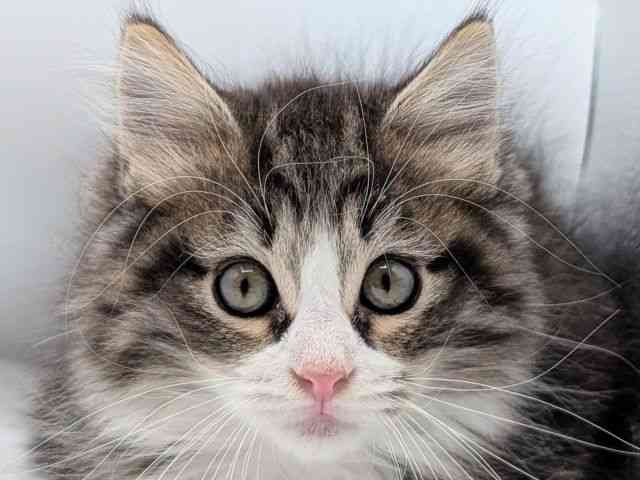 香川県のノルウェージャンフォレストキャット (ひごペットフレンドリーゆめタウン高松店/2025年10月25日生まれ/男の子/ブラウンタビーホワイト)の子猫の1枚目の画像