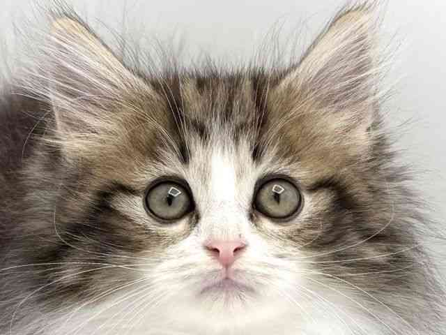 兵庫県のノルウェージャンフォレストキャット (ひごペットフレンドリークラウンパーク伊丹店/2025年10月25日生まれ/男の子/ブラウンタビーホワイト)の子猫の1枚目の画像