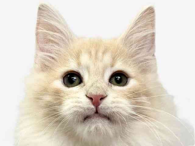 愛媛県のノルウェージャンフォレストキャット (ひごペットフレンドリーエミフルMASAKI店/2025年10月20日生まれ/男の子/クリームタビー)の子猫の1枚目の画像