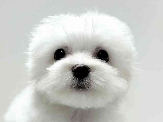 愛知県のポメマル/マルポメ(ポメラニアン×マルチーズ) (ひごペットフレンドリーららぽーと名古屋みなとアクルス店/2025年10月27日生まれ/男の子/ホワイト)の子犬の1枚目の画像