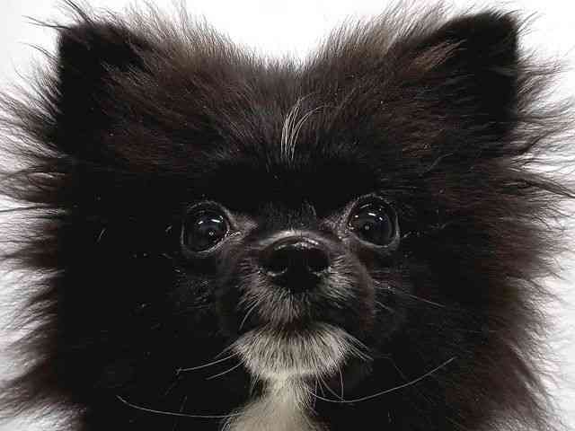 奈良県のポメラニアン (ひごペットフレンドリー奈良パワーシティ店/2025年10月21日生まれ/男の子/ブラックホワイト)の子犬の1枚目の画像