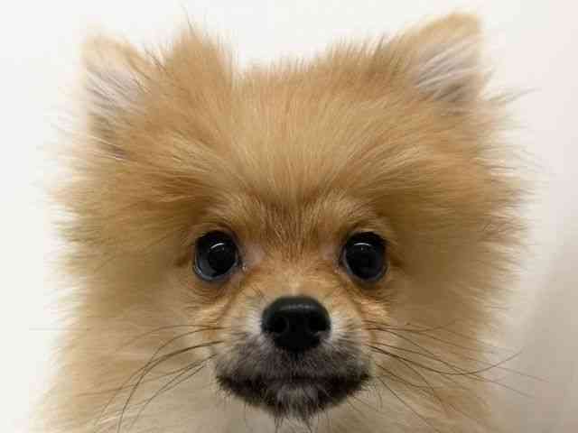 兵庫県のポメラニアン (ひごペットフレンドリーブルメールHAT神戸店/2025年10月9日生まれ/女の子/オレンジ)の子犬の1枚目の画像