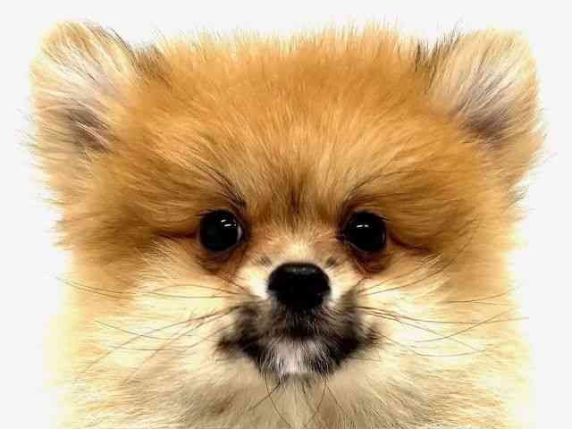 大阪府のポメラニアン (ひごペットフレンドリーイオンタウン茨木太田店/2025年10月9日生まれ/女の子/オレンジ)の子犬の1枚目の画像