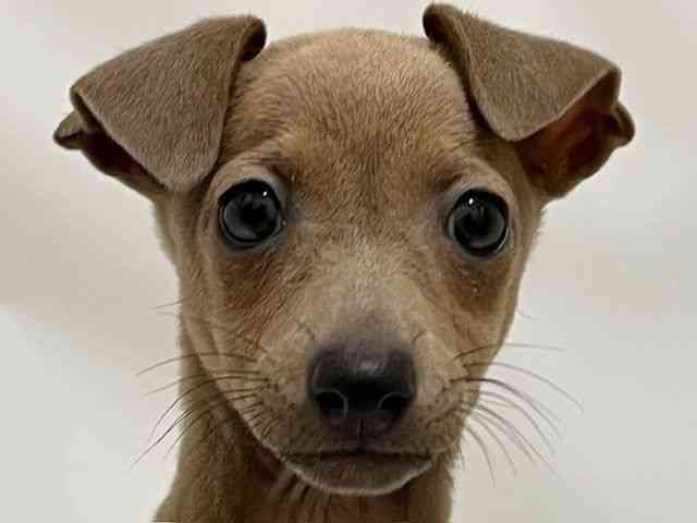 和歌山県のイタリアングレーハウンド (ひごペットフレンドリーパームシティ和歌山店/2025年10月24日生まれ/女の子/フォーンホワイト)の子犬の1枚目の画像