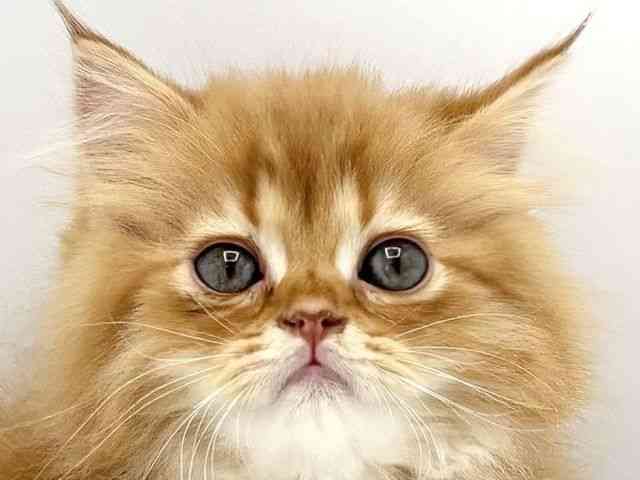 兵庫県のラガマフィン (ひごペットフレンドリークラウンパーク伊丹店/2025年10月27日生まれ/男の子/レッドタビー)の子猫の1枚目の画像