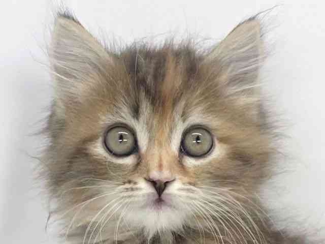 兵庫県のサイベリアン (ひごペットフレンドリーイオンタウン加古川店/2025年10月25日生まれ/女の子/ブラウンパッチドタビー)の子猫の1枚目の画像