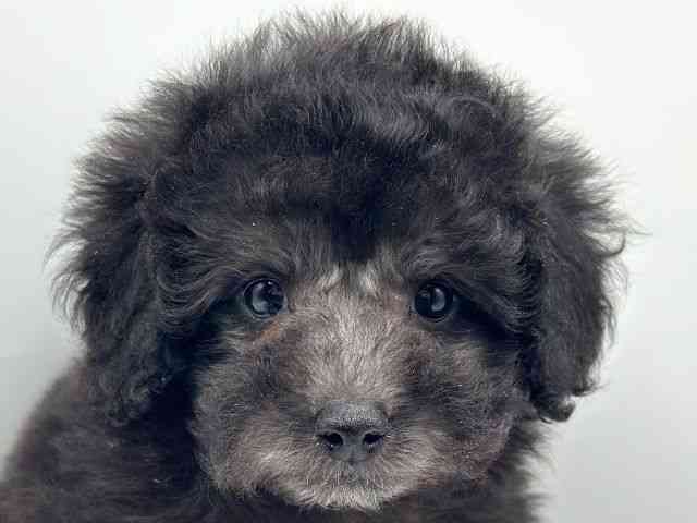 香川県のトイプードル(トイ) (ひごペットフレンドリーゆめタウン高松店/2025年10月23日生まれ/女の子/シルバー)の子犬の1枚目の画像