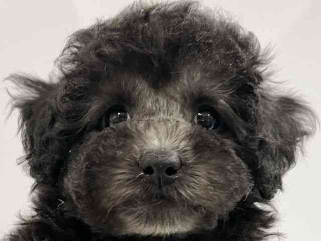 高知県のトイプードル(トイ) (ひごペットフレンドリーイオンモール高知店/2025年10月23日生まれ/女の子/シルバー)の子犬の1枚目の画像