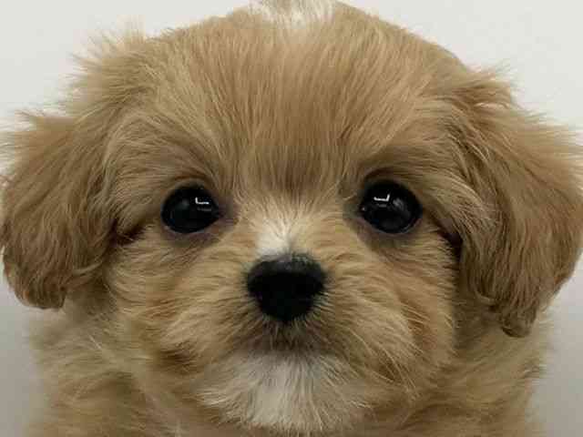 大阪府のチワプー/プーチー(チワワ×プードル) (ひごペットフレンドリーららぽーとEXPOCITY店/2025年10月26日生まれ/男の子/クリームホワイト)の子犬の1枚目の画像