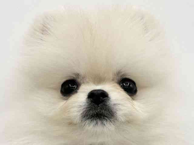 大阪府のポメラニアン (ひごペットフレンドリーららぽーとEXPOCITY店/2025年10月23日生まれ/女の子/クリーム)の子犬の1枚目の画像